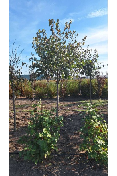 Липа широколиста - ком50кг/джут+метал сітка/вис.загальна280-300см/висота штамба150-170см/Øкрони100-120см/(muscle)обхват 14-16см/